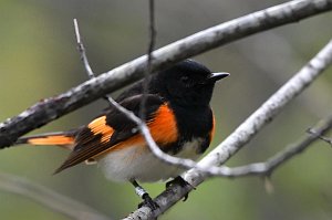 Warbler, American Redstart, 2017-05075420 Parker River NWR, MA